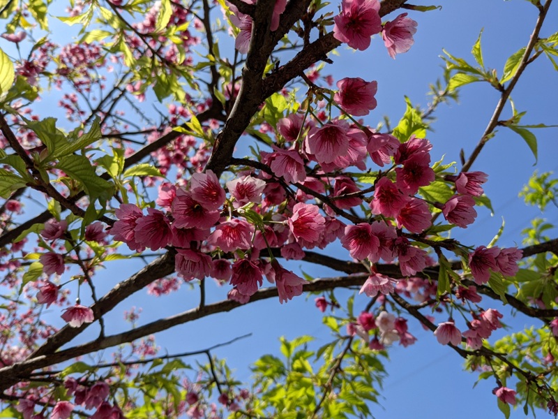 bigbearcherry15 三峽-大熊櫻花林 瘋狂塞車會車的賞櫻行