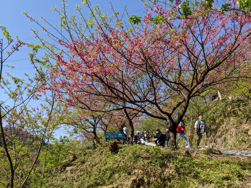 bigbearcherry16 三峽-大熊櫻花林 瘋狂塞車會車的賞櫻行