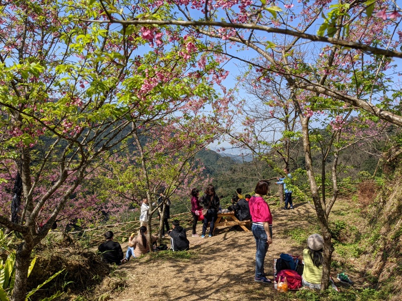 bigbearcherry17 三峽-大熊櫻花林 瘋狂塞車會車的賞櫻行