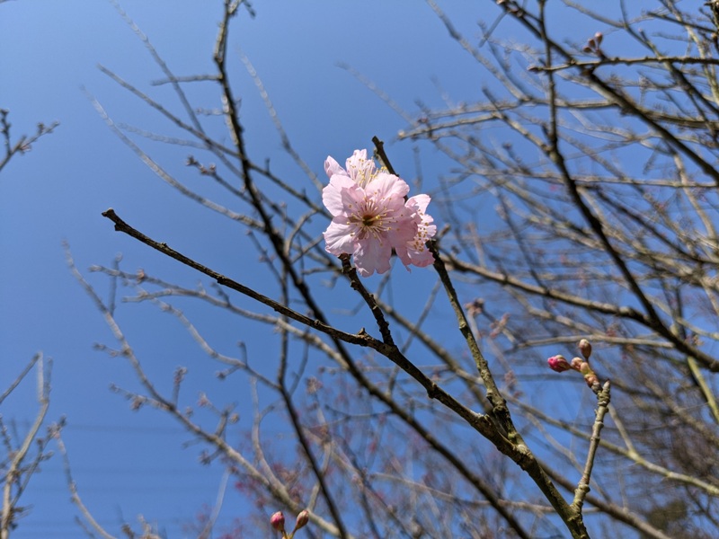 bigbearcherry18 三峽-大熊櫻花林 瘋狂塞車會車的賞櫻行