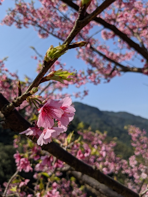 bigbearcherry19 三峽-大熊櫻花林 瘋狂塞車會車的賞櫻行
