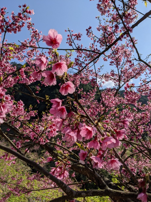 bigbearcherry20 三峽-大熊櫻花林 瘋狂塞車會車的賞櫻行