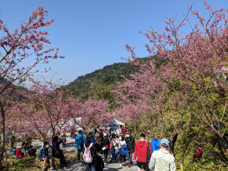 bigbearcherry21 三峽-大熊櫻花林 瘋狂塞車會車的賞櫻行