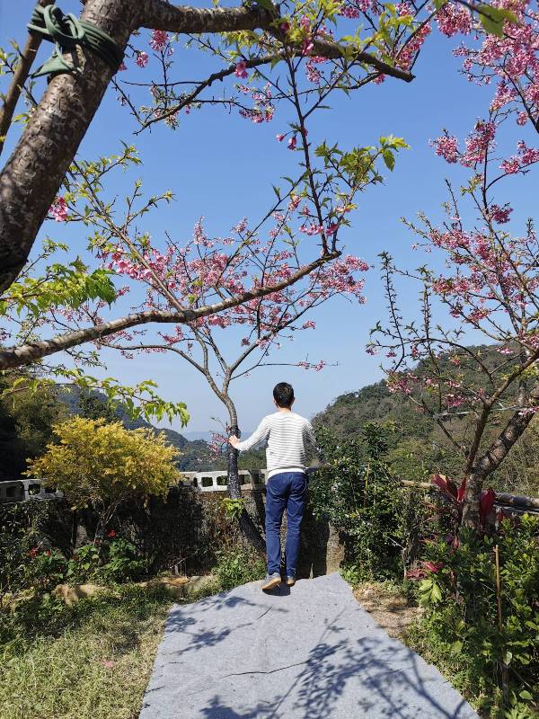 bigbearcherry22 三峽-大熊櫻花林 瘋狂塞車會車的賞櫻行