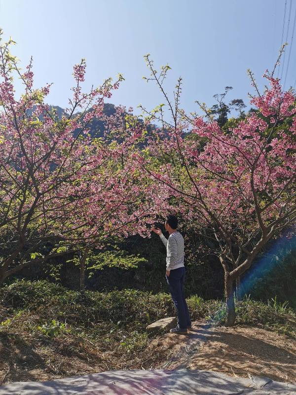 bigbearcherry23 三峽-大熊櫻花林 瘋狂塞車會車的賞櫻行