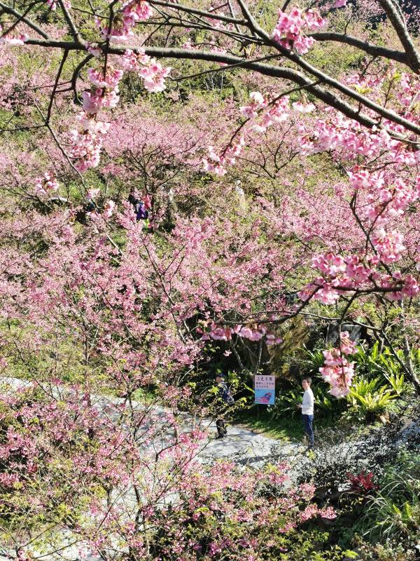 三峽-大熊櫻花林 瘋狂塞車會車的賞櫻行