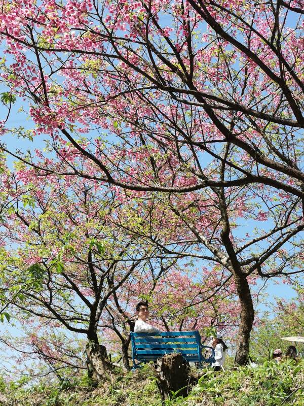 bigbearcherry25 三峽-大熊櫻花林 瘋狂塞車會車的賞櫻行