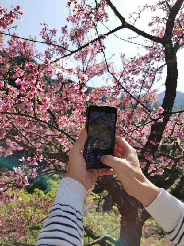 bigbearcherry27 三峽-大熊櫻花林 瘋狂塞車會車的賞櫻行