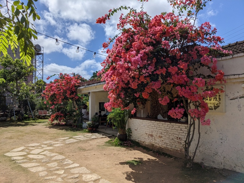 fatchun2005 恆春-肥春號 九重葛爆開人氣老宅咖啡