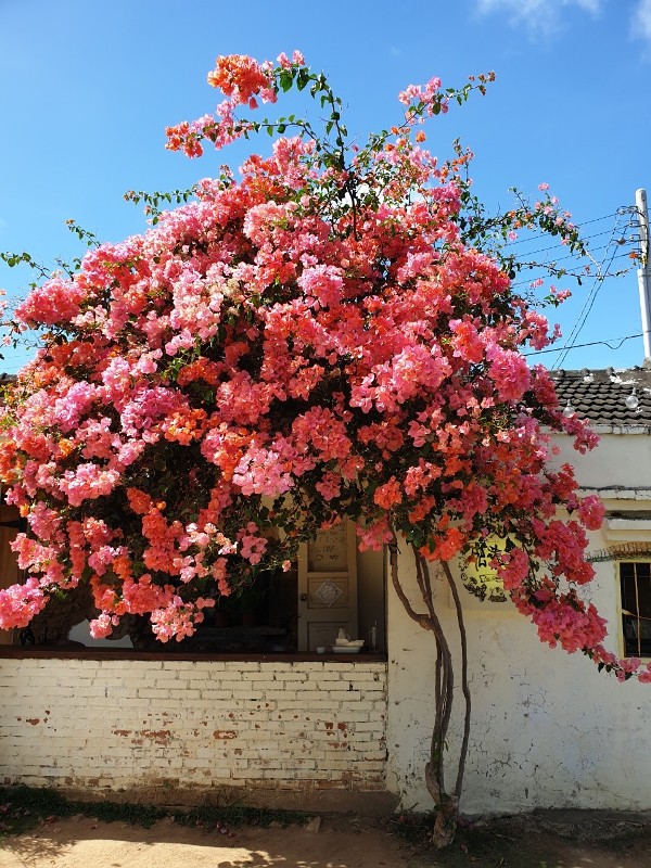 fatchun2006 恆春-肥春號 九重葛爆開人氣老宅咖啡