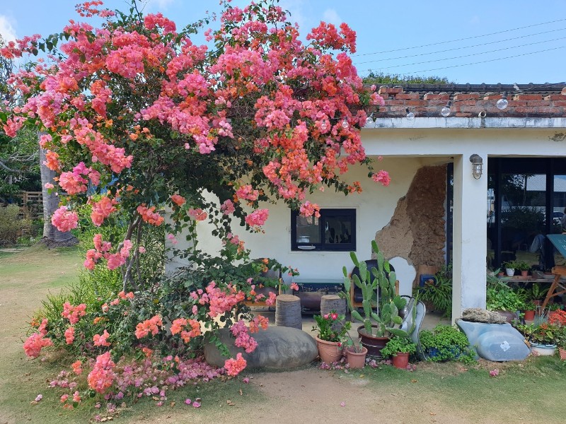 fatchun2007 恆春-肥春號 九重葛爆開人氣老宅咖啡