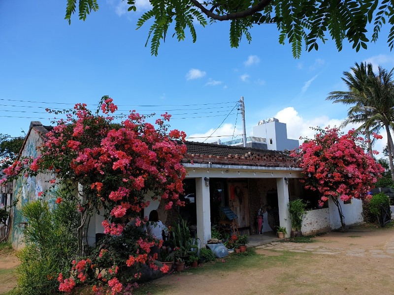 fatchun2008 恆春-肥春號 九重葛爆開人氣老宅咖啡