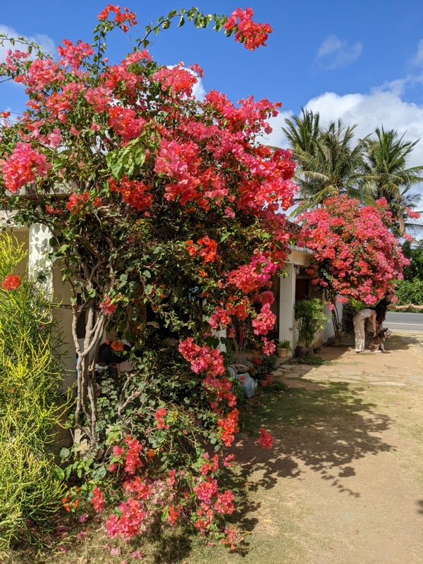 fatchun2012 恆春-肥春號 九重葛爆開人氣老宅咖啡