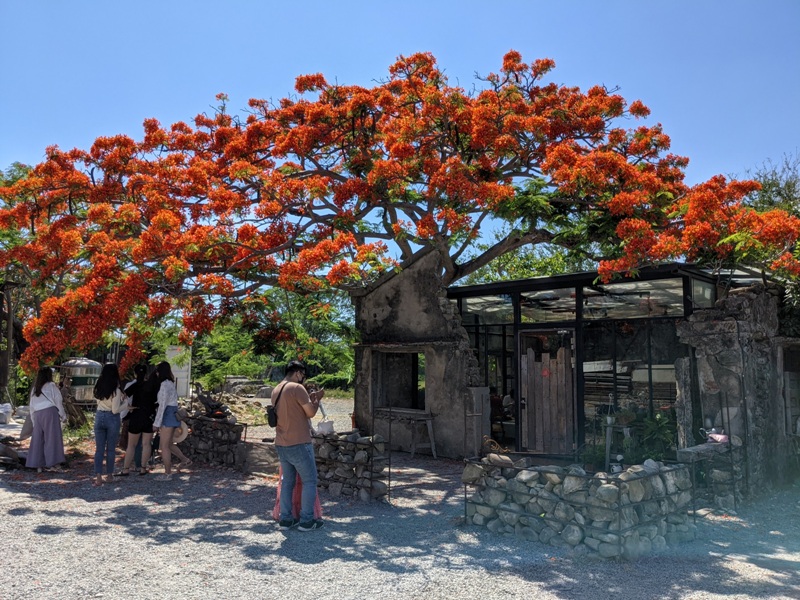 underthetreecafe411113301 恆春-樹夏飲事 廢墟玻璃屋 火紅鳳凰花 屋美咖啡讚