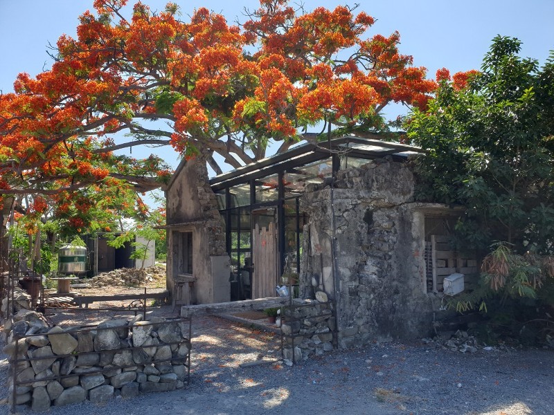 underthetreecafe411113303 恆春-樹夏飲事 廢墟玻璃屋 火紅鳳凰花 屋美咖啡讚