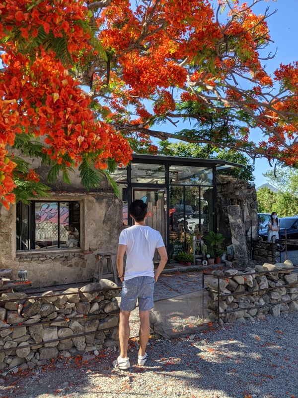 恆春-樹夏飲事 廢墟玻璃屋 火紅鳳凰花 屋美咖啡讚