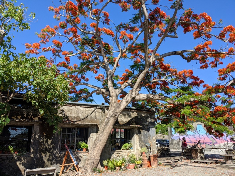 underthetreecafe411113313 恆春-樹夏飲事 廢墟玻璃屋 火紅鳳凰花 屋美咖啡讚
