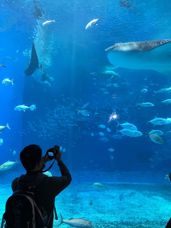 okinawaacqurium01 Okinawa-沖縄美ら海水族館 徜徉海洋世界最美的水族館在沖繩