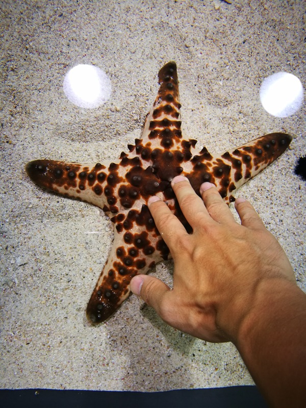 okinawaacqurium03 Okinawa-沖縄美ら海水族館 徜徉海洋世界最美的水族館在沖繩