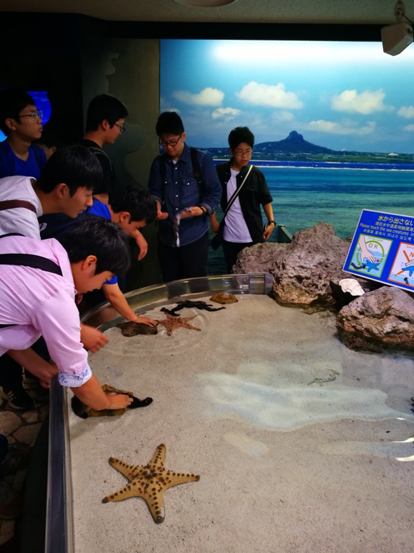okinawaacqurium04 Okinawa-沖縄美ら海水族館 徜徉海洋世界最美的水族館在沖繩