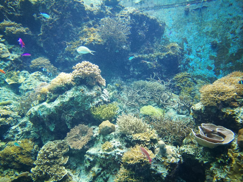 okinawaacqurium05 Okinawa-沖縄美ら海水族館 徜徉海洋世界最美的水族館在沖繩