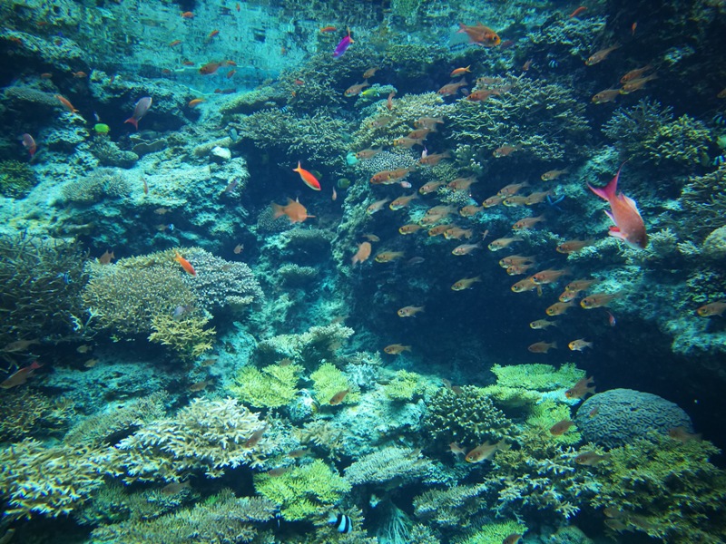 okinawaacqurium06 Okinawa-沖縄美ら海水族館 徜徉海洋世界最美的水族館在沖繩