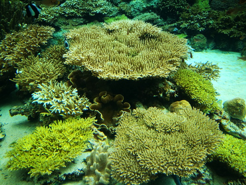 okinawaacqurium07 Okinawa-沖縄美ら海水族館 徜徉海洋世界最美的水族館在沖繩