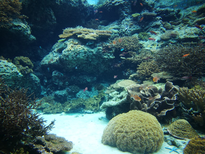 okinawaacqurium08 Okinawa-沖縄美ら海水族館 徜徉海洋世界最美的水族館在沖繩