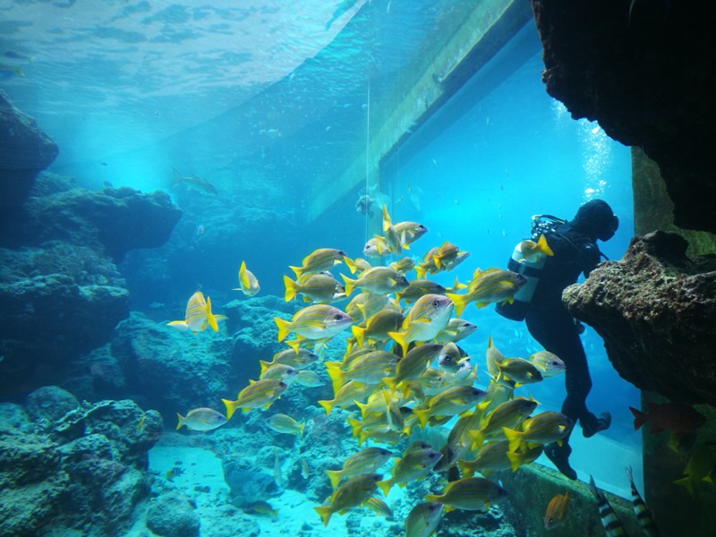 okinawaacqurium13 Okinawa-沖縄美ら海水族館 徜徉海洋世界最美的水族館在沖繩
