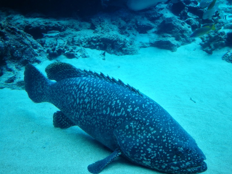 okinawaacqurium14 Okinawa-沖縄美ら海水族館 徜徉海洋世界最美的水族館在沖繩