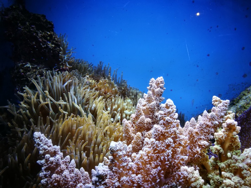 okinawaacqurium15 Okinawa-沖縄美ら海水族館 徜徉海洋世界最美的水族館在沖繩