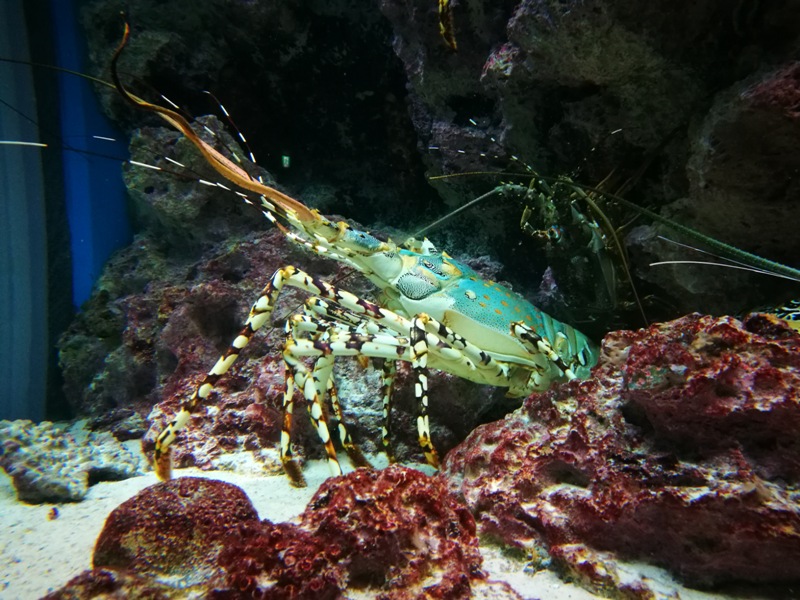 okinawaacqurium16 Okinawa-沖縄美ら海水族館 徜徉海洋世界最美的水族館在沖繩