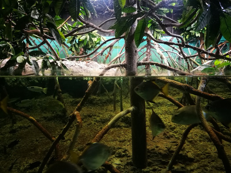 okinawaacqurium17 Okinawa-沖縄美ら海水族館 徜徉海洋世界最美的水族館在沖繩