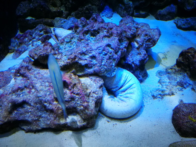 okinawaacqurium18 Okinawa-沖縄美ら海水族館 徜徉海洋世界最美的水族館在沖繩
