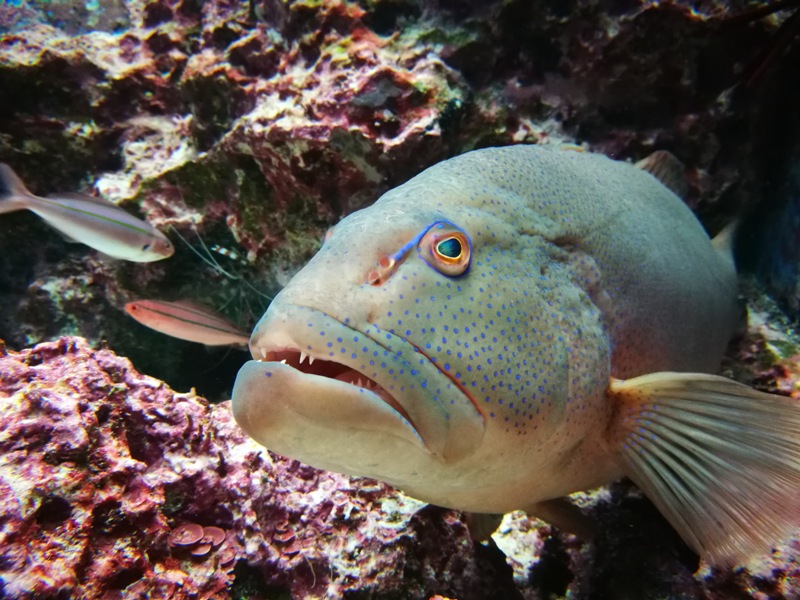 okinawaacqurium19 Okinawa-沖縄美ら海水族館 徜徉海洋世界最美的水族館在沖繩