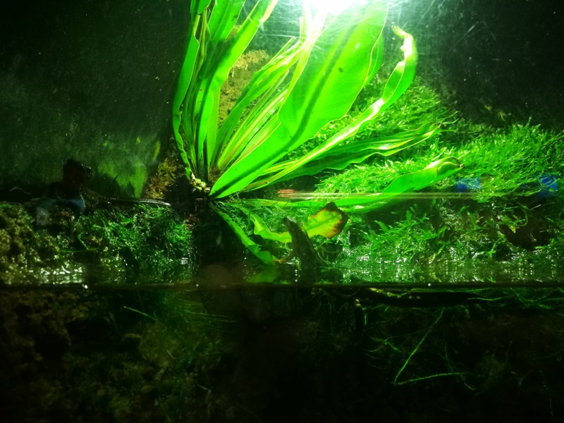 okinawaacqurium20 Okinawa-沖縄美ら海水族館 徜徉海洋世界最美的水族館在沖繩