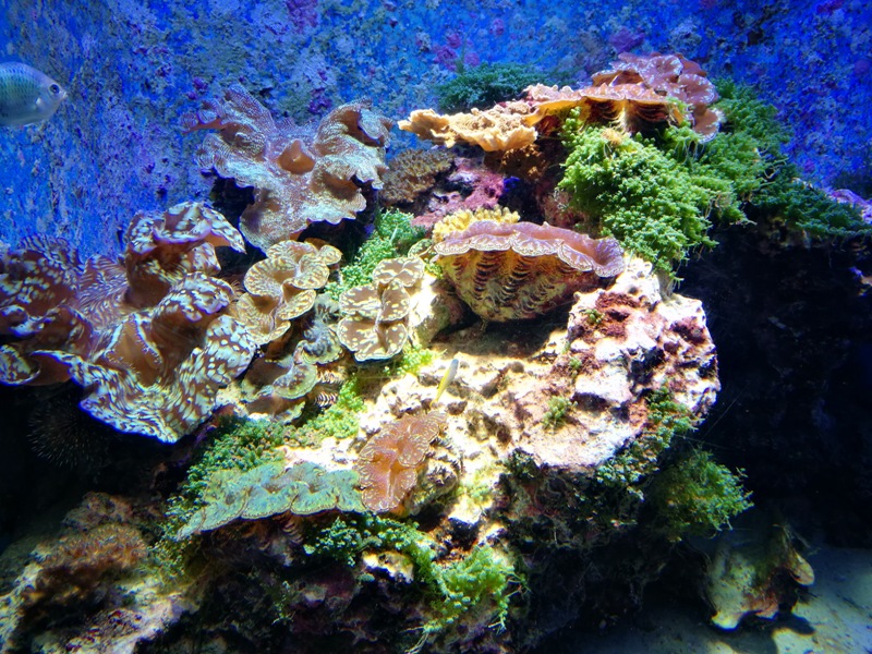 okinawaacqurium21 Okinawa-沖縄美ら海水族館 徜徉海洋世界最美的水族館在沖繩