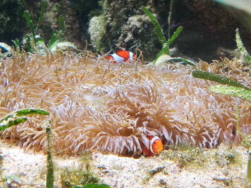 okinawaacqurium22 Okinawa-沖縄美ら海水族館 徜徉海洋世界最美的水族館在沖繩