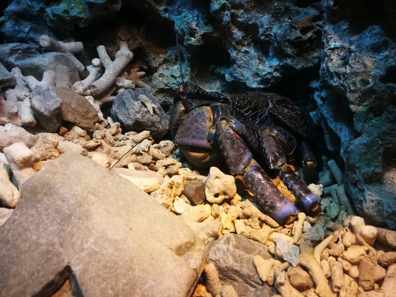 okinawaacqurium23 Okinawa-沖縄美ら海水族館 徜徉海洋世界最美的水族館在沖繩