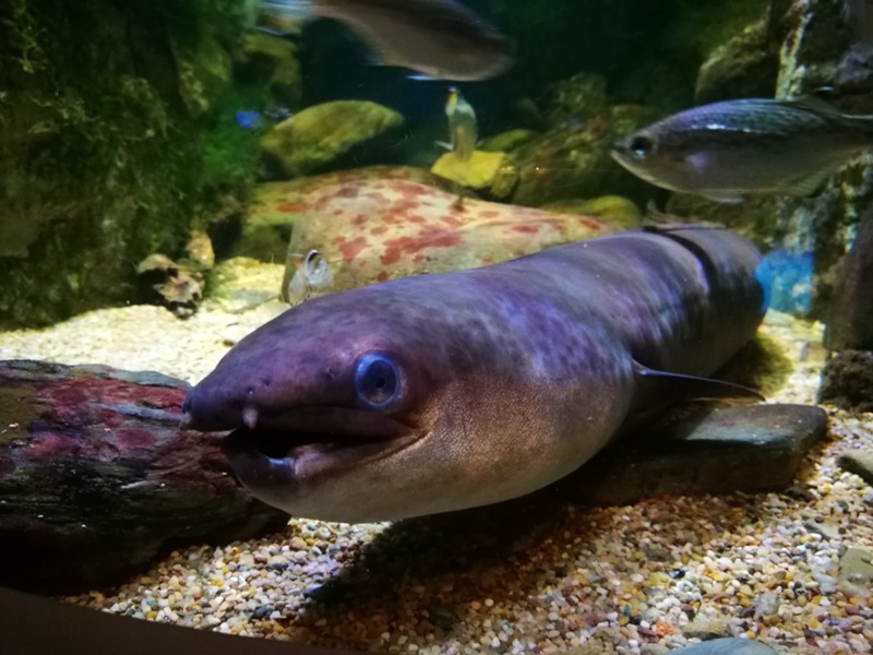 okinawaacqurium24 Okinawa-沖縄美ら海水族館 徜徉海洋世界最美的水族館在沖繩