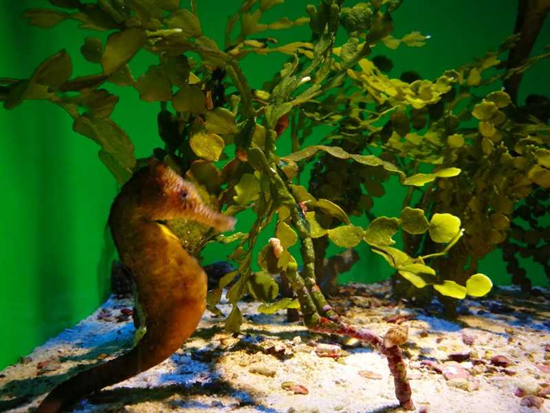 okinawaacqurium26 Okinawa-沖縄美ら海水族館 徜徉海洋世界最美的水族館在沖繩