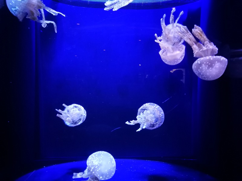 okinawaacqurium28 Okinawa-沖縄美ら海水族館 徜徉海洋世界最美的水族館在沖繩