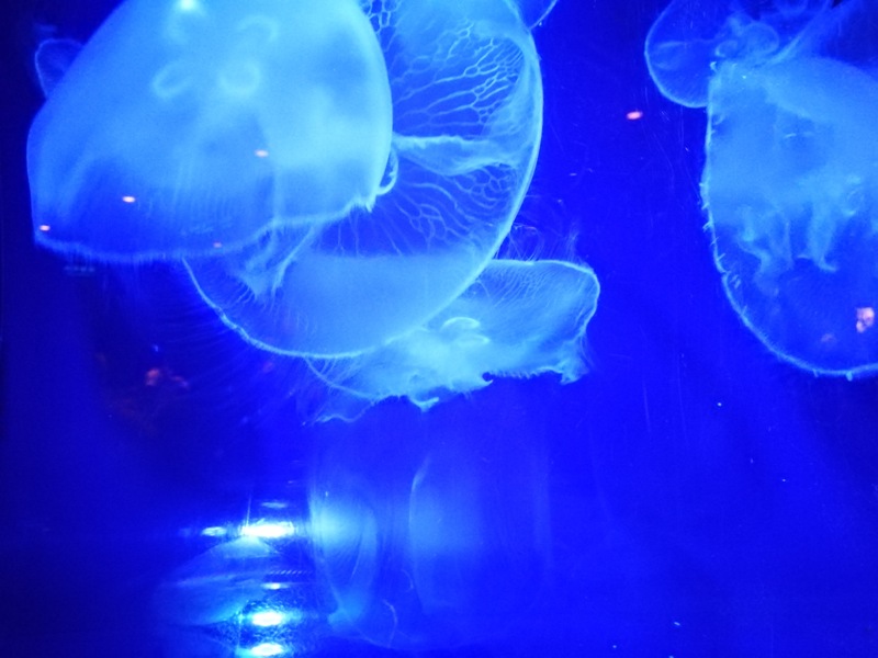 okinawaacqurium29 Okinawa-沖縄美ら海水族館 徜徉海洋世界最美的水族館在沖繩