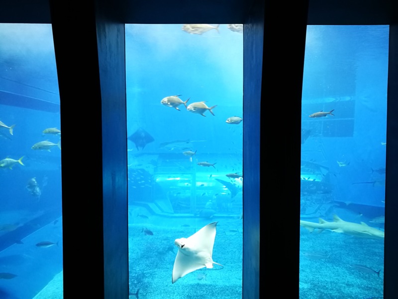 okinawaacqurium30 Okinawa-沖縄美ら海水族館 徜徉海洋世界最美的水族館在沖繩