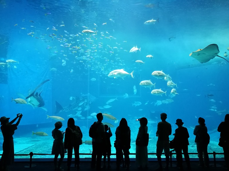 okinawaacqurium32 Okinawa-沖縄美ら海水族館 徜徉海洋世界最美的水族館在沖繩