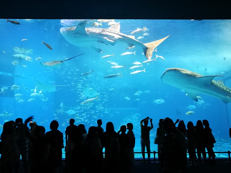okinawaacqurium33 Okinawa-沖縄美ら海水族館 徜徉海洋世界最美的水族館在沖繩