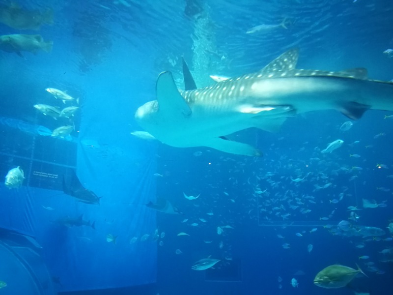 okinawaacqurium34 Okinawa-沖縄美ら海水族館 徜徉海洋世界最美的水族館在沖繩