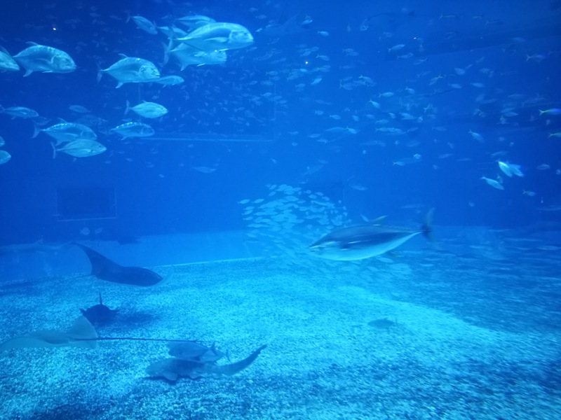 okinawaacqurium35 Okinawa-沖縄美ら海水族館 徜徉海洋世界最美的水族館在沖繩
