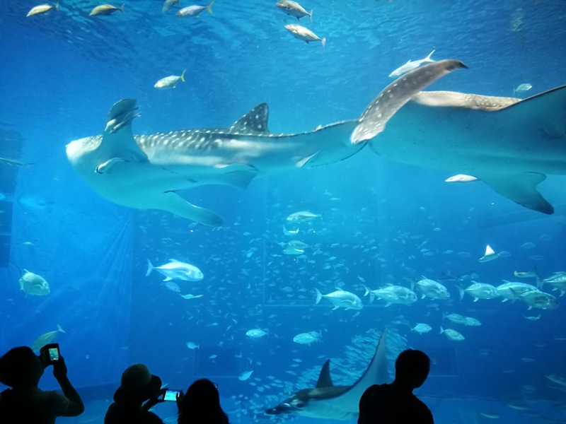 okinawaacqurium36 Okinawa-沖縄美ら海水族館 徜徉海洋世界最美的水族館在沖繩