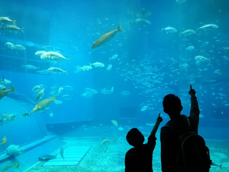 Okinawa-沖縄美ら海水族館 徜徉海洋世界最美的水族館在沖繩 Okinawa-沖縄美ら海水族館 徜徉海洋世界最美的水族館在沖繩